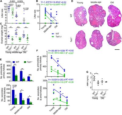 Tet1 Deficiency Leads to Premature Ovarian Failure